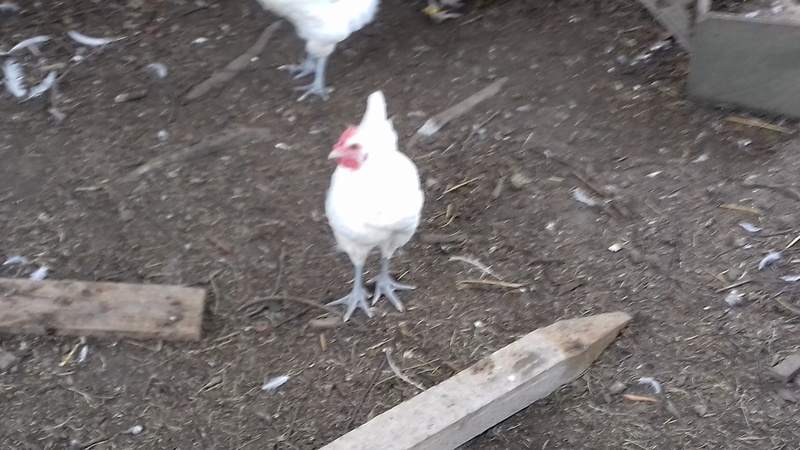 les poules Gauloise de Bresse blanche de Mat.be  20170714