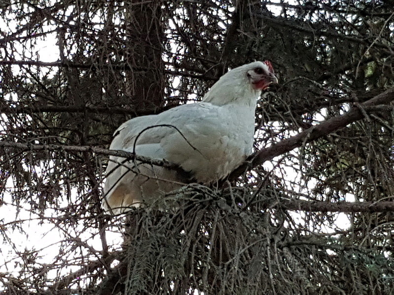 les poules Gauloise de Bresse blanche de Mat.be  - Page 2 20170913