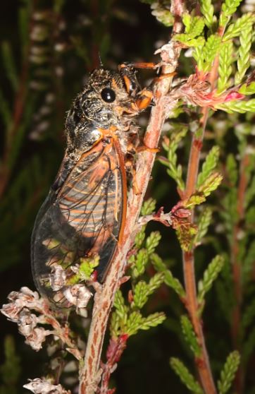 [Cicadetta gr. montana] Cigale Captur61