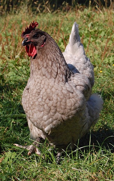 Des petites poulettes Dsc_0322