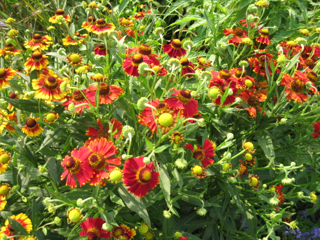 Helenium Rotgold 00311