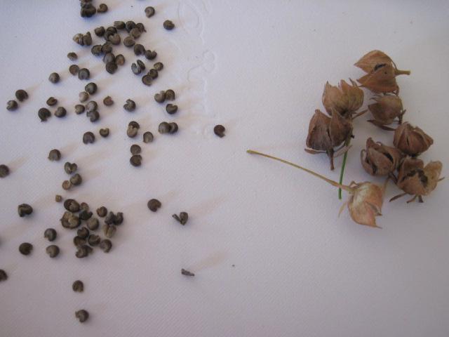 Récolte des semences, plante par plante Anisod11