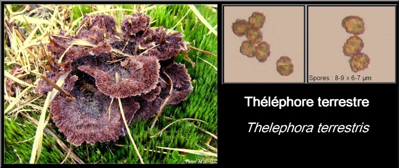 Théléphore terrestre (Thelephora terrestris) Thalap10