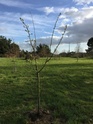 Arbuste ou petit arbre  /// Cydonia oblonga 1b182110