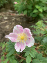 Rosa myriacantha 3c7adb10