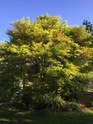 Acer palmatum 'Dissectum' !!! - Page 3 64903d10