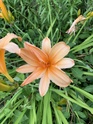 Hemerocallis - 2021- ! - Page 5 C3be1c10