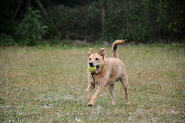 FLECHE (Type Fox Terrier) Chien104