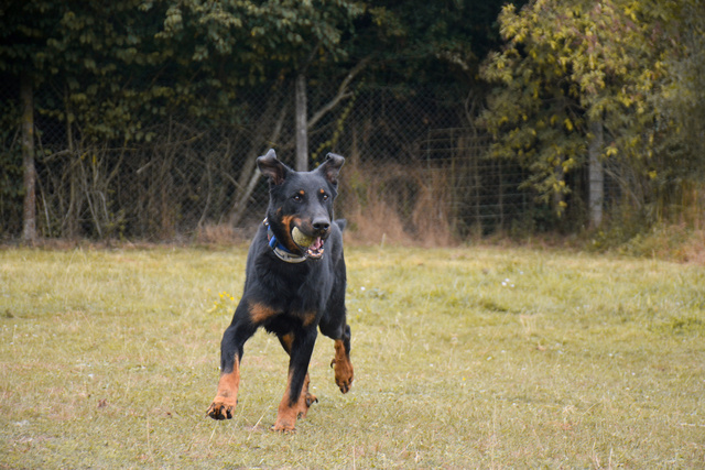 EDEN (Berger de Beauce) Chiens73