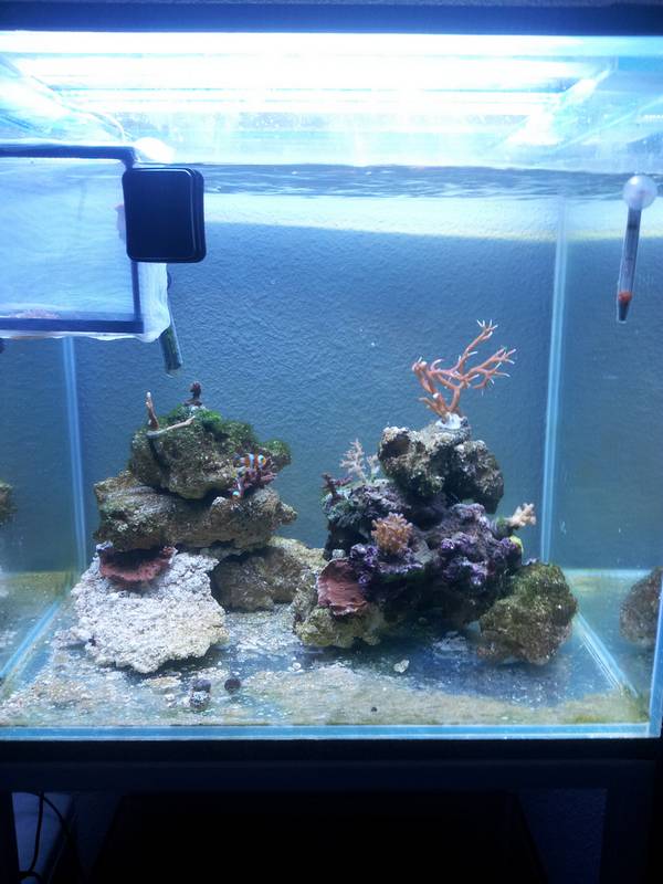 new reef 20130117