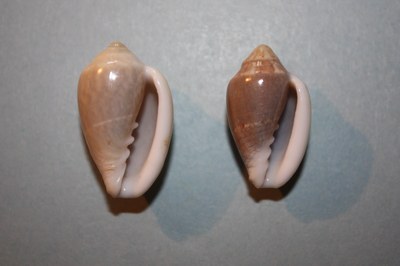 Marginella olivarum S. G. Veldsman & J. H. Veldsman, 2015 102-ma10