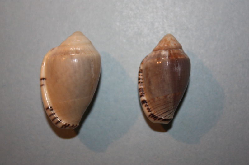 Marginella olivarum S. G. Veldsman & J. H. Veldsman, 2015 103-ma10