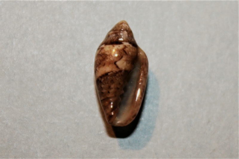 Marginella velliesi S. G. Veldsman & Aiken, 2015 111-ma11