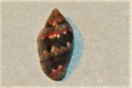 Marginella liparozona Tomlin & Shackleford, 1913 Img_7736