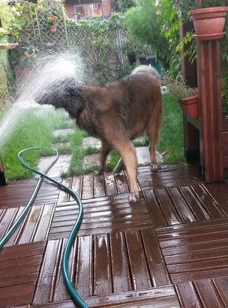 Jigel-Kaiser, ma belle Leonberg - Page 17 20170919