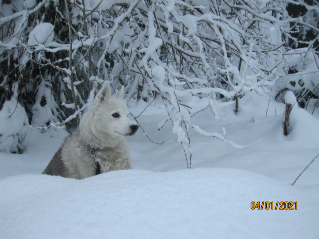 Saskia et Jiro retrouvent la Neige - Page 3 2148