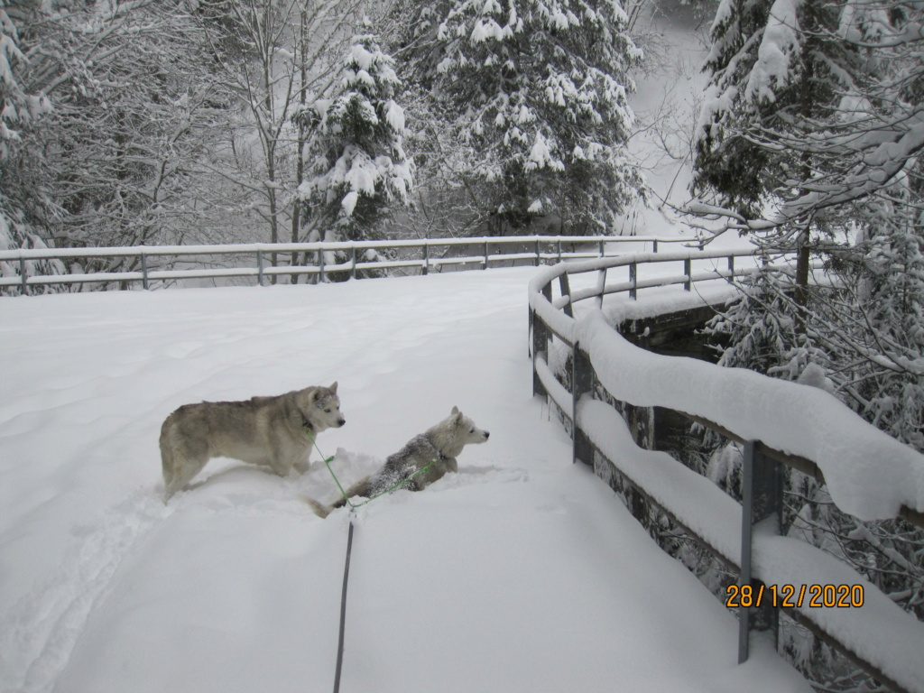 Saskia et Jiro retrouvent la Neige - Page 3 4117