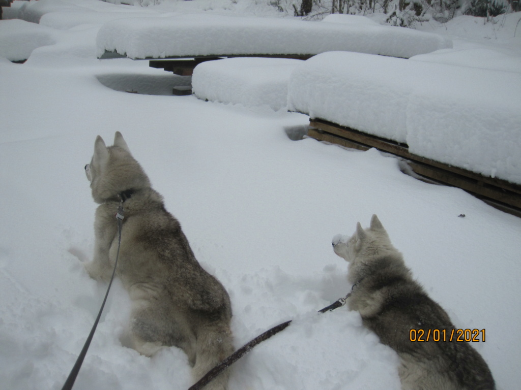 Saskia et Jiro retrouvent la Neige - Page 3 686