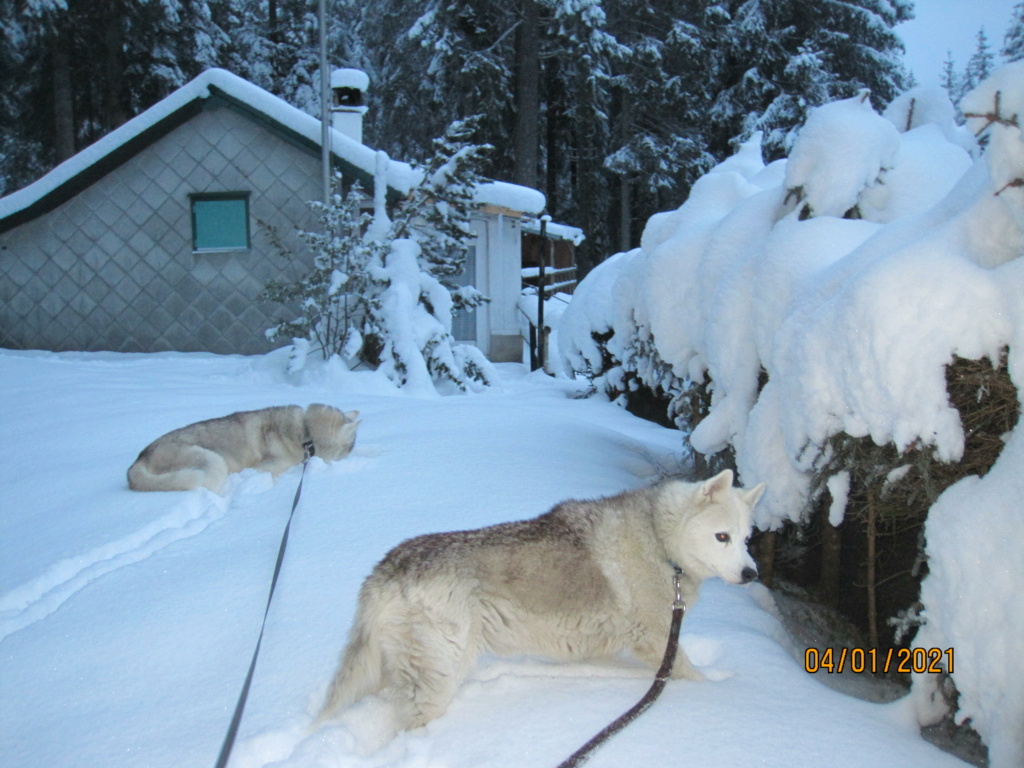 Saskia et Jiro retrouvent la Neige - Page 3 687