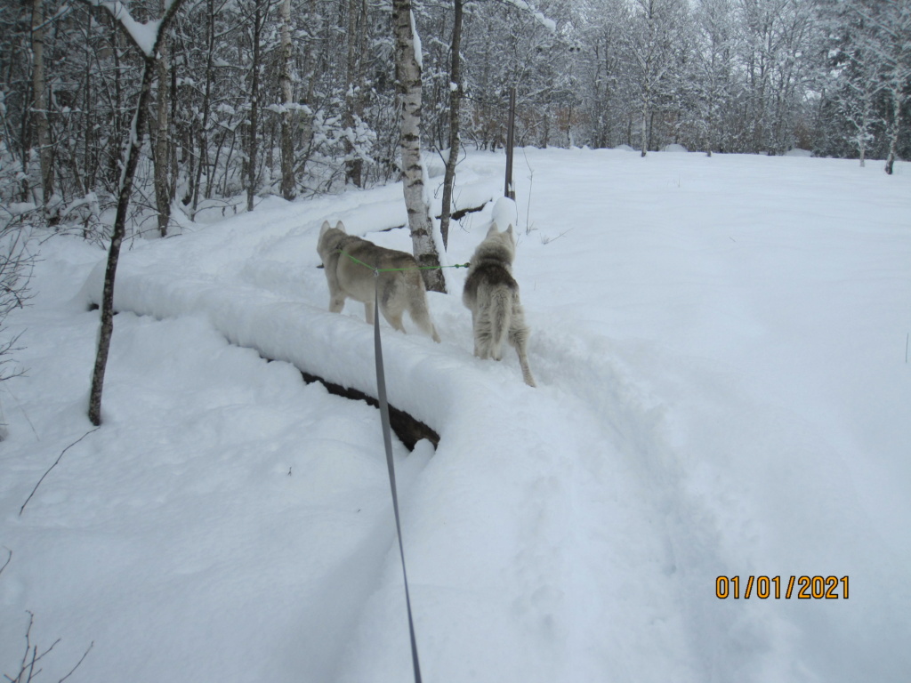 Saskia et Jiro retrouvent la Neige - Page 3 772