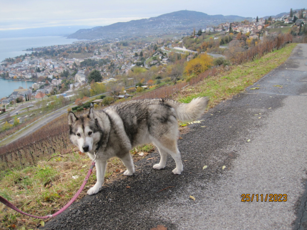 Balades de Lofi, le Malamute Cherne11