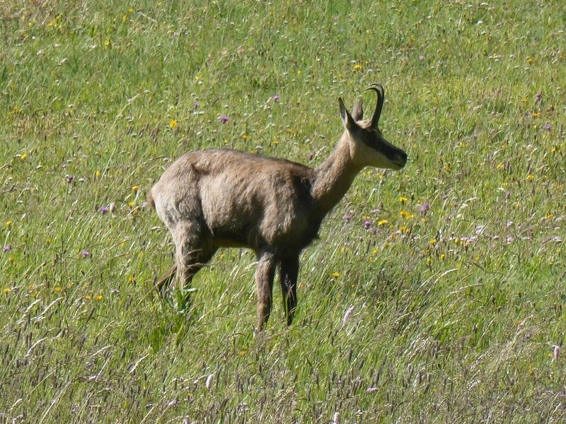 Chamois et bouquetins de la Grande Sassière La_sas15