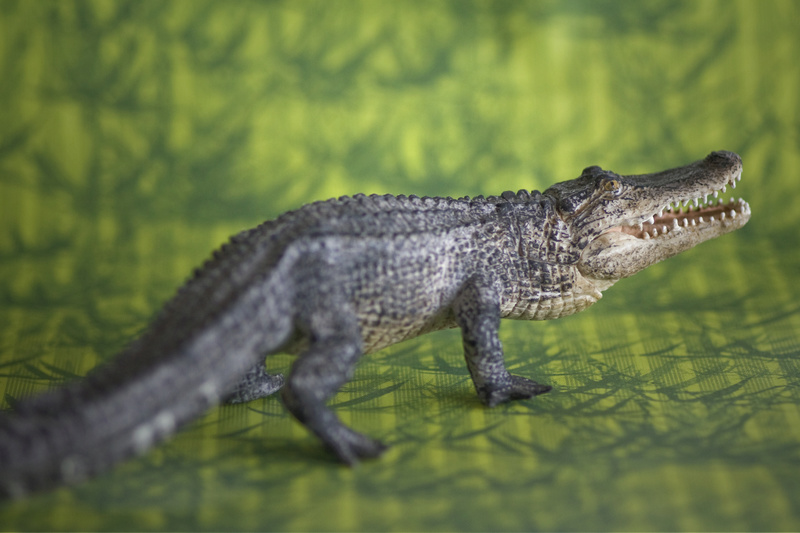 Mojo alligator- walk around by Ana _mg_6915