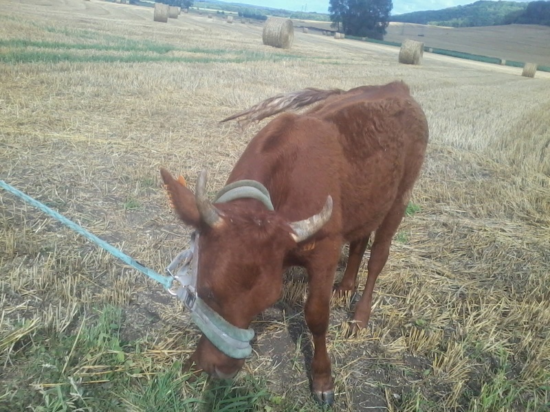 education vachement douce ! ^^ ( vache de compagnie ) 2017-110