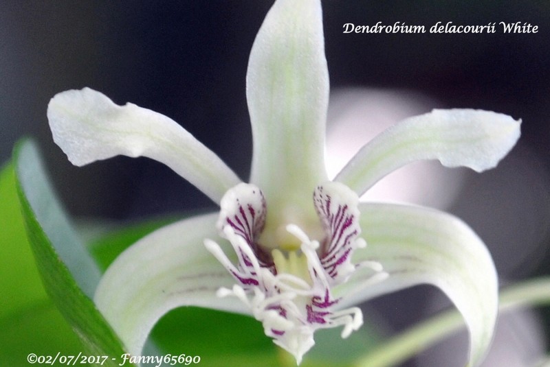 Dendrobium delacourii White Csc_0016