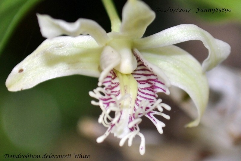 Dendrobium delacourii White Csc_0017