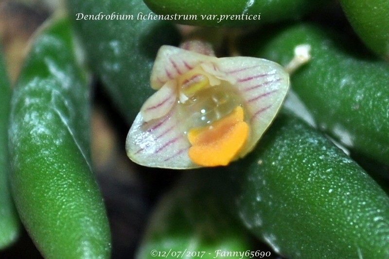 Dendrobium lichenastrum var.prenticei Csc_0020