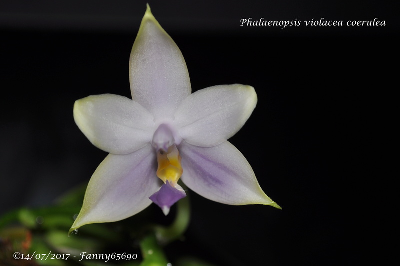 Phalaenopsis violacea coerulea Csc_0024