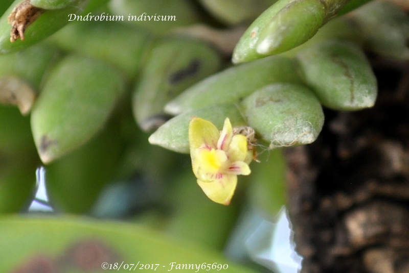 Dendrobium indivisum Csc_0028