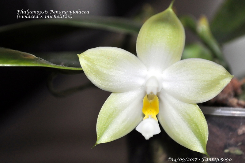 Phalaenopsis Penang violacea Csc_0036