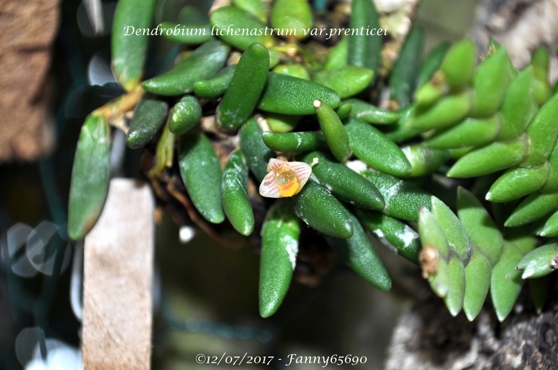 Dendrobium lichenastrum var.prenticei Dsc_0030