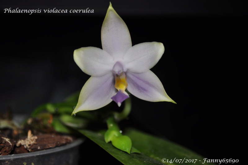 Phalaenopsis violacea coerulea Dsc_0037