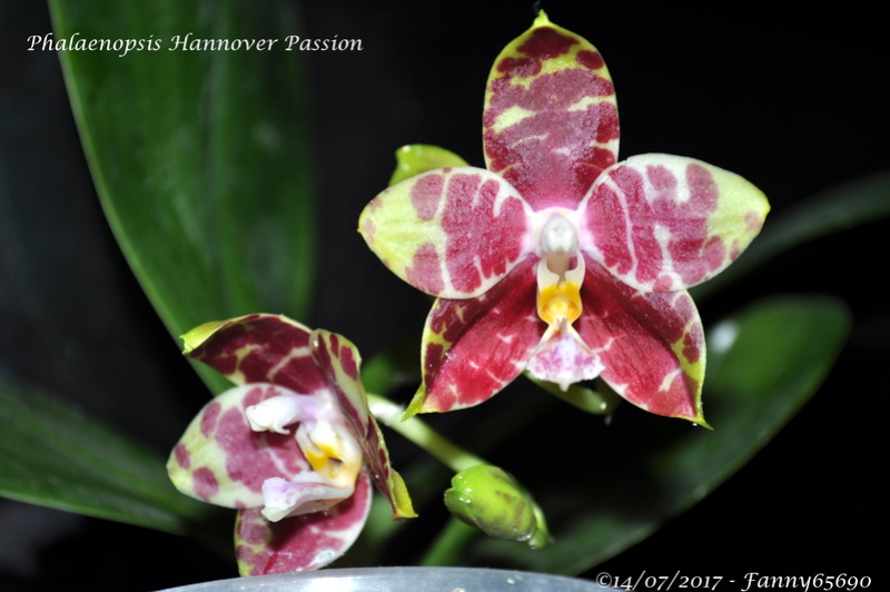 Phalaenopsis Hannover Passion Dsc_0041