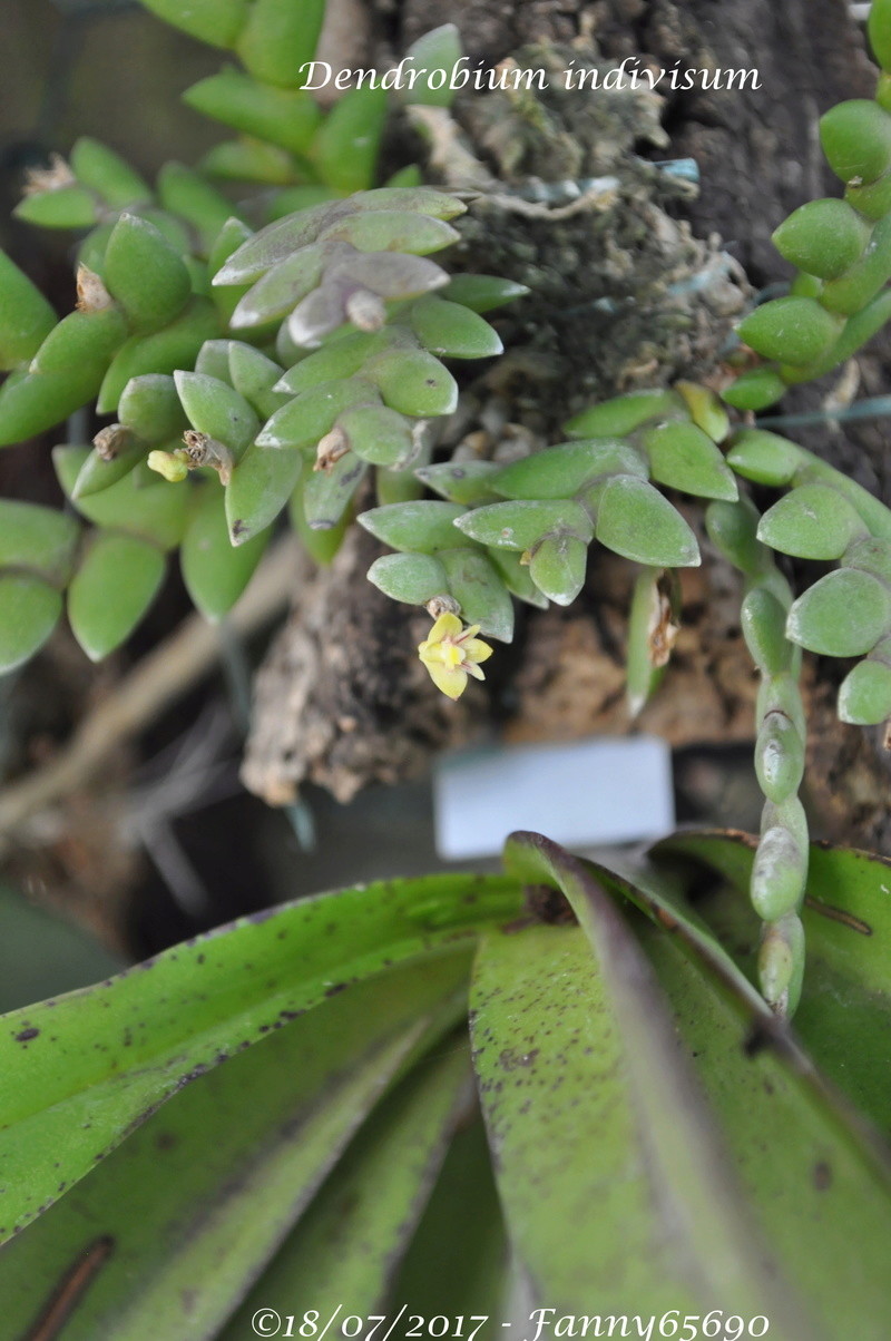 Dendrobium indivisum Dsc_0044