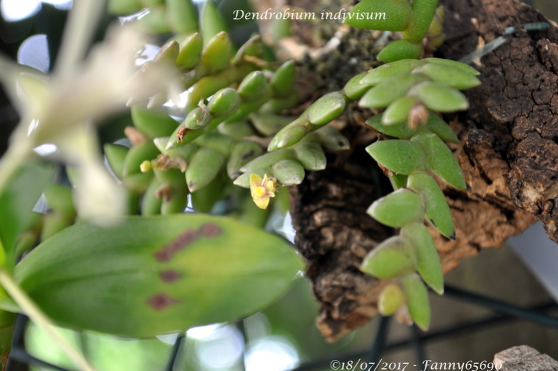 Dendrobium indivisum Dsc_0045