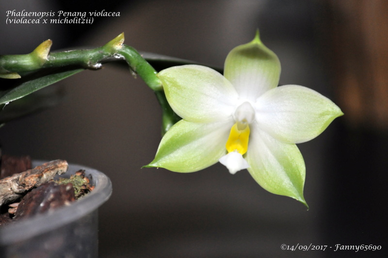 Phalaenopsis Penang violacea Dsc_0078