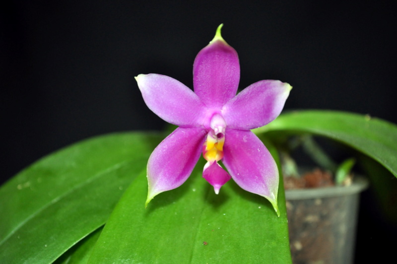 Phalaenopsis violacea 'Carolina Blue' X [(P. Vio. Coerulea x vio. Mentawi) X P.violacea coerulea 'Keighley'] 'Debbie' Dsc_0081