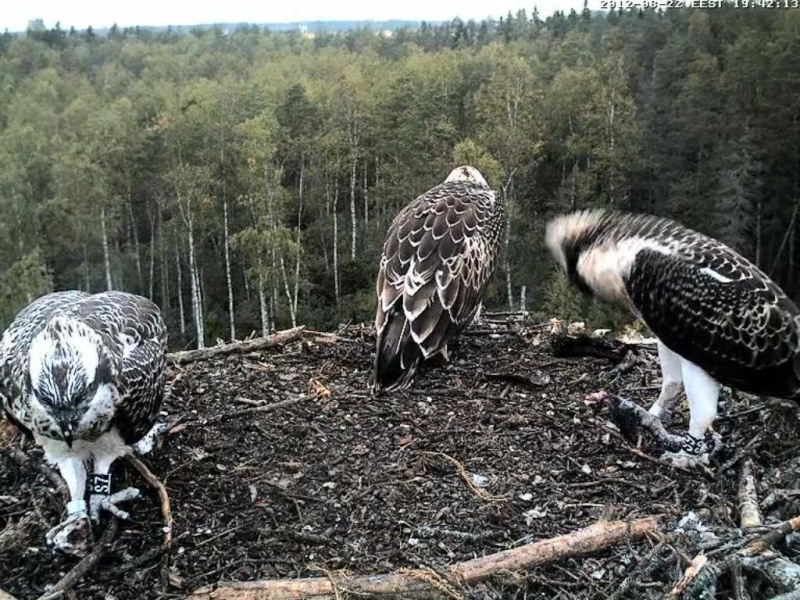 Osprey's nest in Estonia livestream - Page 16 0ce19-12