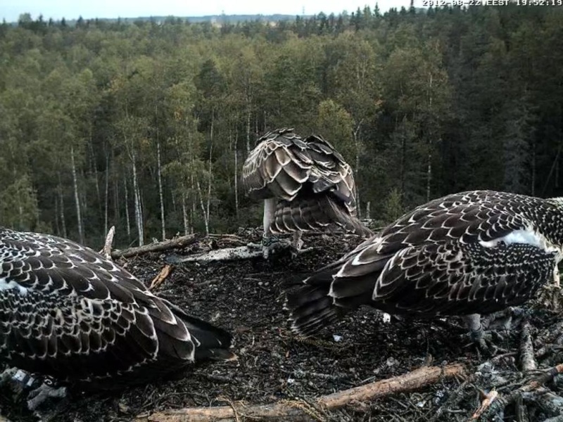 Osprey's nest in Estonia livestream - Page 16 0ce19-15