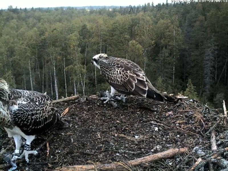 Osprey's nest in Estonia livestream - Page 16 0ce20-10