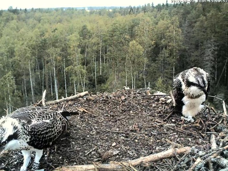 Osprey's nest in Estonia livestream - Page 14 0d15-211