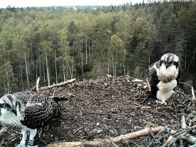 Osprey's nest in Estonia livestream - Page 14 0d15-212