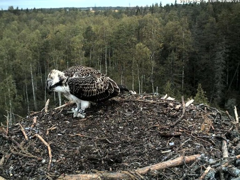 Osprey's nest in Estonia livestream - Page 12 0d8-0610