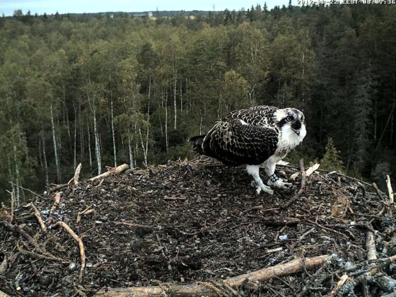 Osprey's nest in Estonia livestream - Page 12 0d8-0710