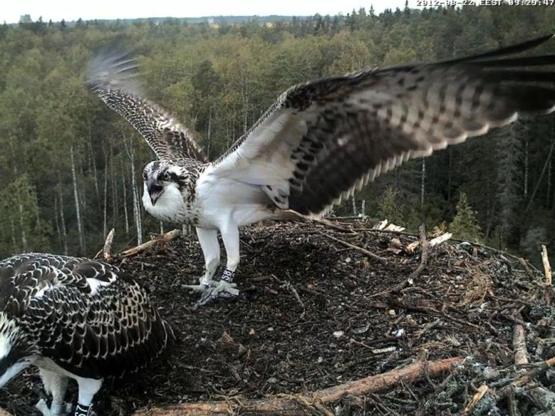 Osprey's nest in Estonia livestream - Page 13 0d9-2810