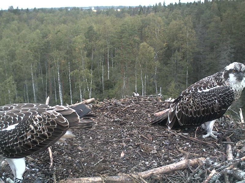 Osprey's nest in Estonia livestream - Page 15 2012-020